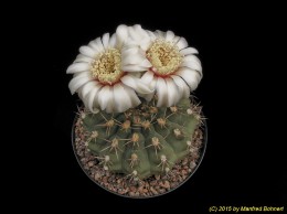 Gymnocalycium spec. n. Borth 421